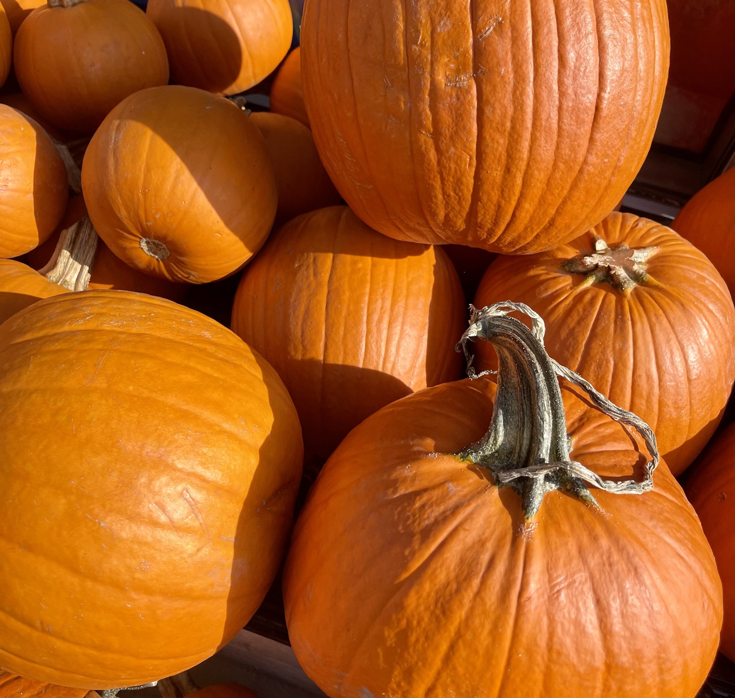 🎃 Spécial Halloween chez No900 !
Participez à notre grand concours de coloriage 🍕
4 petits artistes remporteront une pizza Bambino